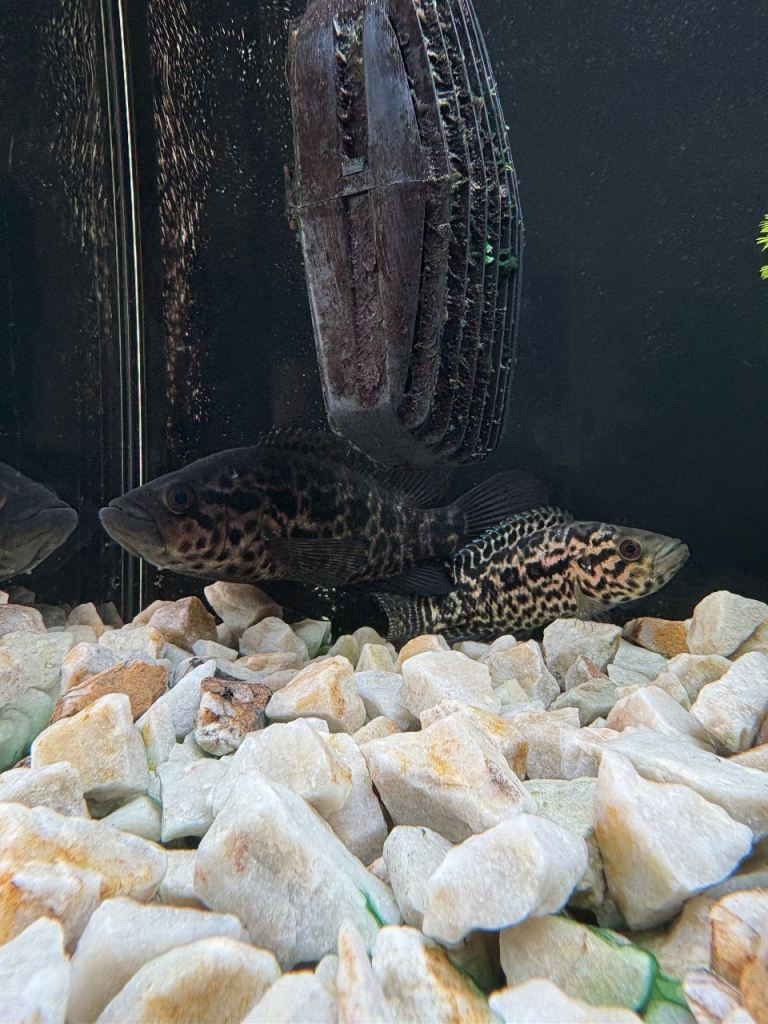 American Cichlids Young & Pairs UPDATE