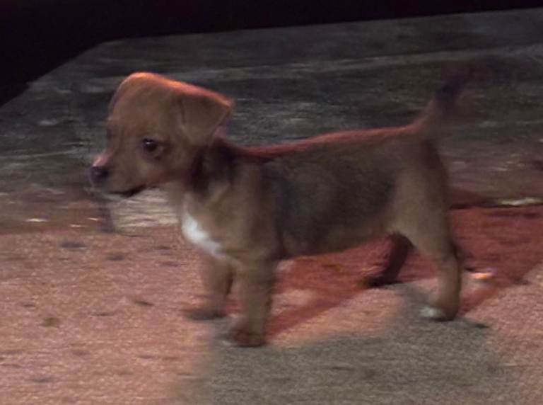 Jack Russell puppies 