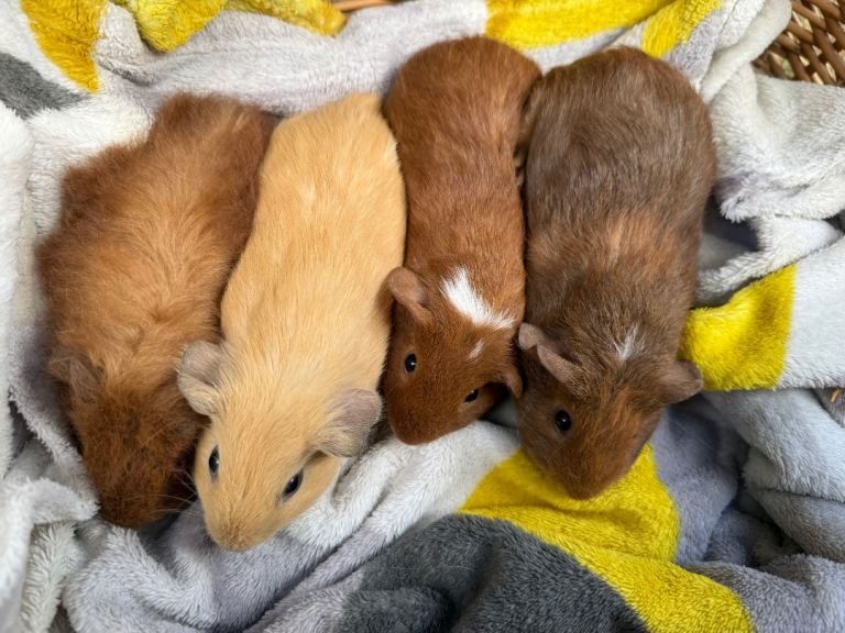 Absolutely Adorable Baby Guinea pigs - Ready to leave 