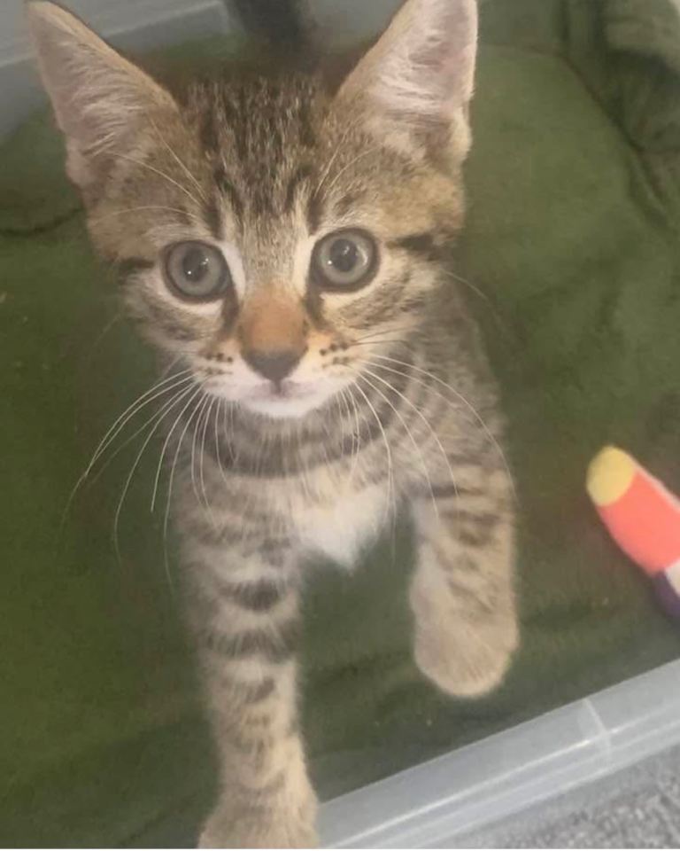 Kittens for sale 