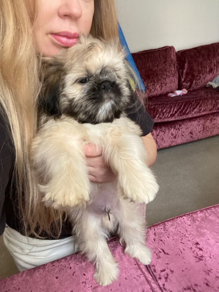 Pug-Tzu Puppies 
