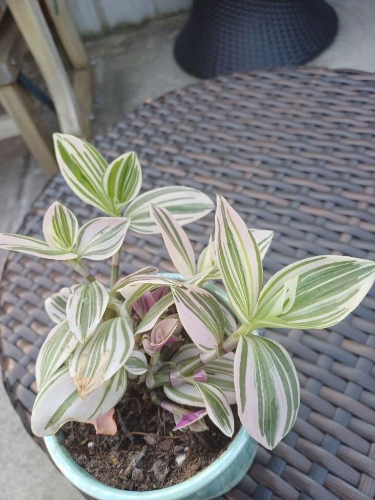 Rare Tradescantia  Pistachio. Indoor Plant 