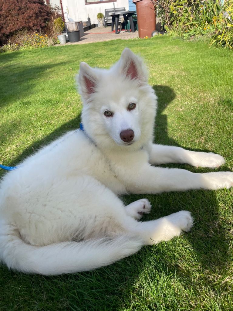 Siberian husky 
