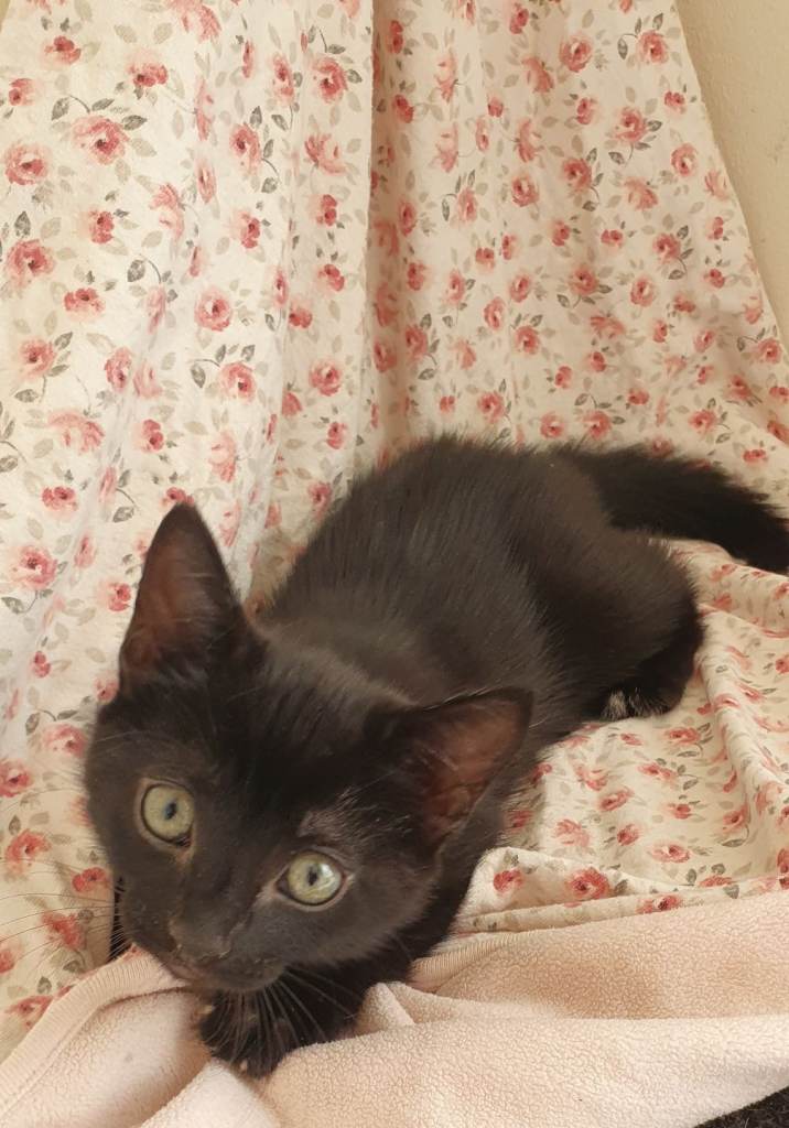 Beautiful burmese cross siamese kitten