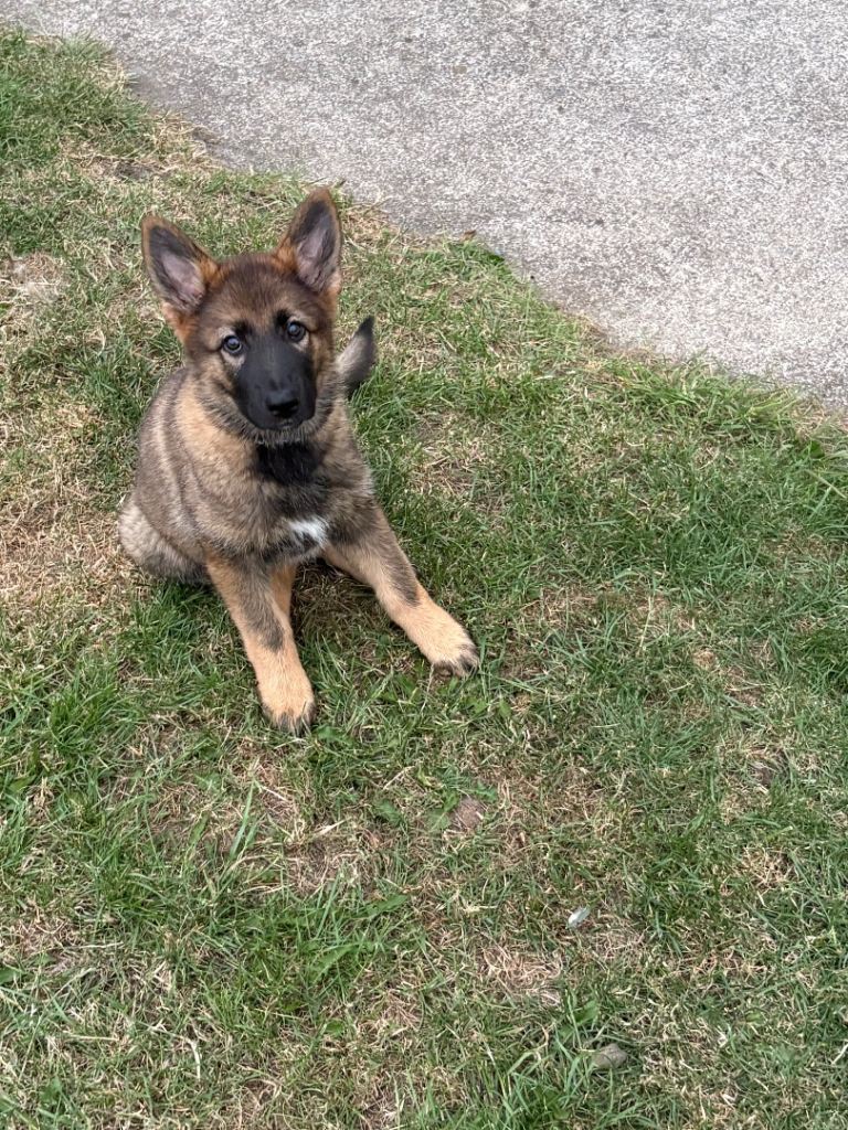 German shepherd puppy 