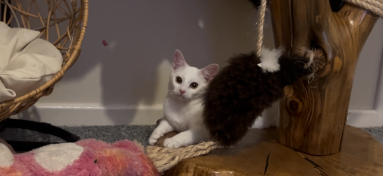Lovely cats with amazing temperament 