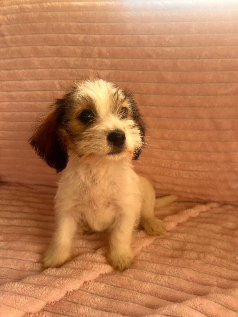 Russell terrier cross Norfolk terriers