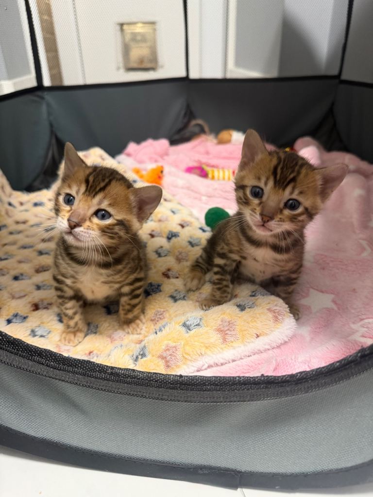 Pure Bengal (female) Kittens