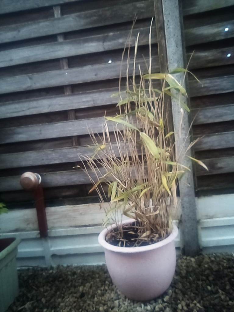 Bamboo plant in large pink ceramic plant pot.