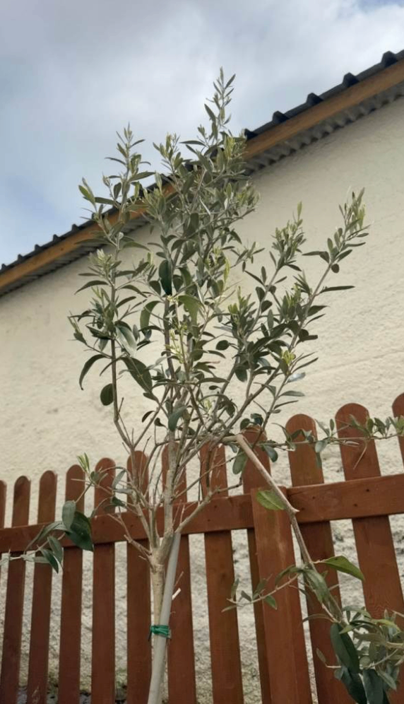 Olive tree looking for a loving home