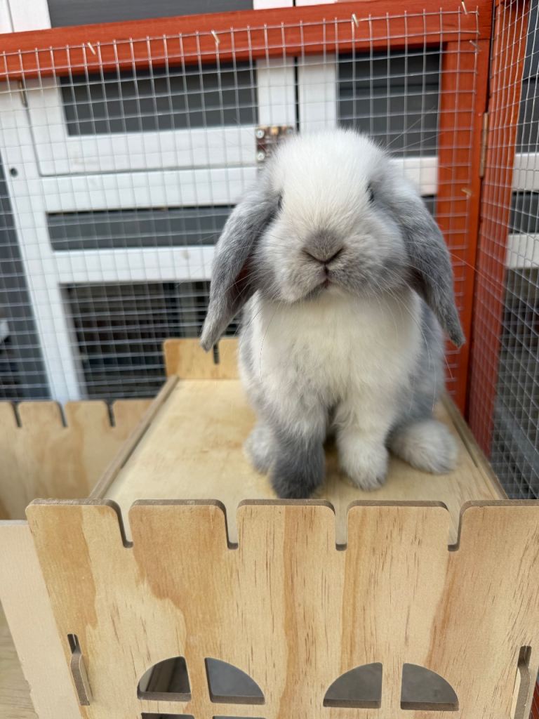 Mini lop bunnies 