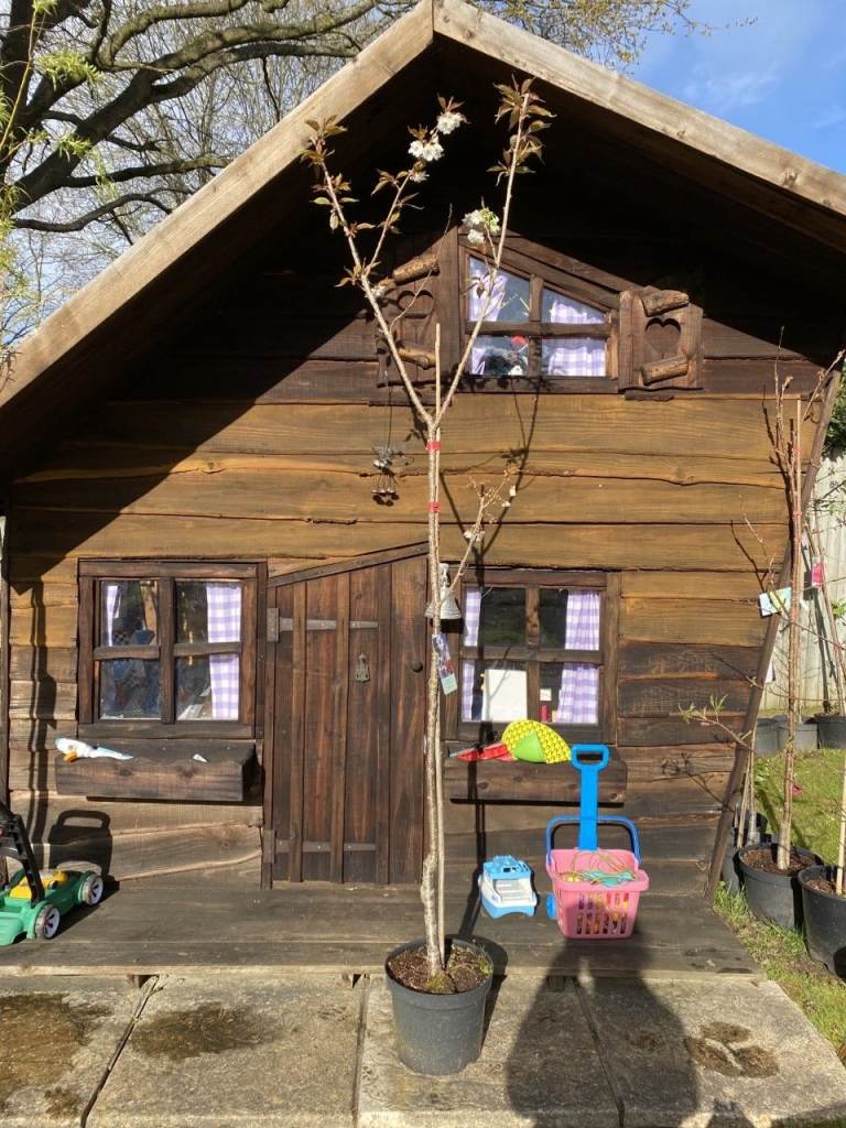 Pink Champagne Flowering Blossom Tree 10ft height Prunus Blossom Tree