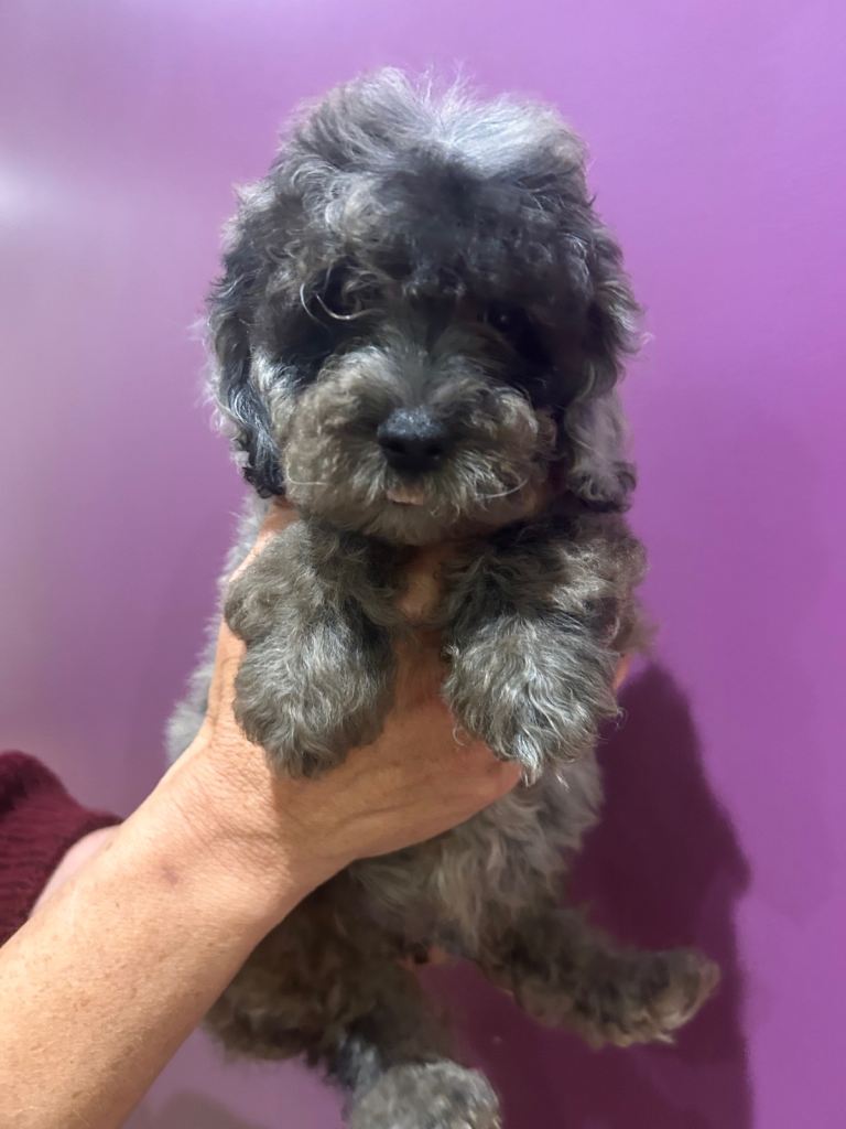 Ready now! - Gorgeous cockapoo pups 