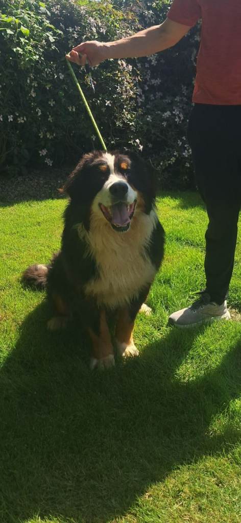 Bernese mountain