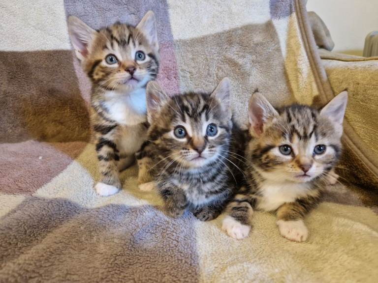 Sweet Kittens 😸 
