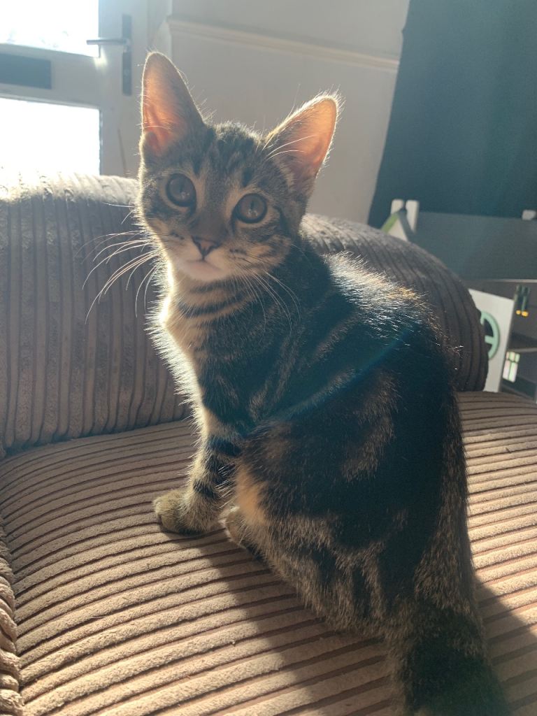 kitten