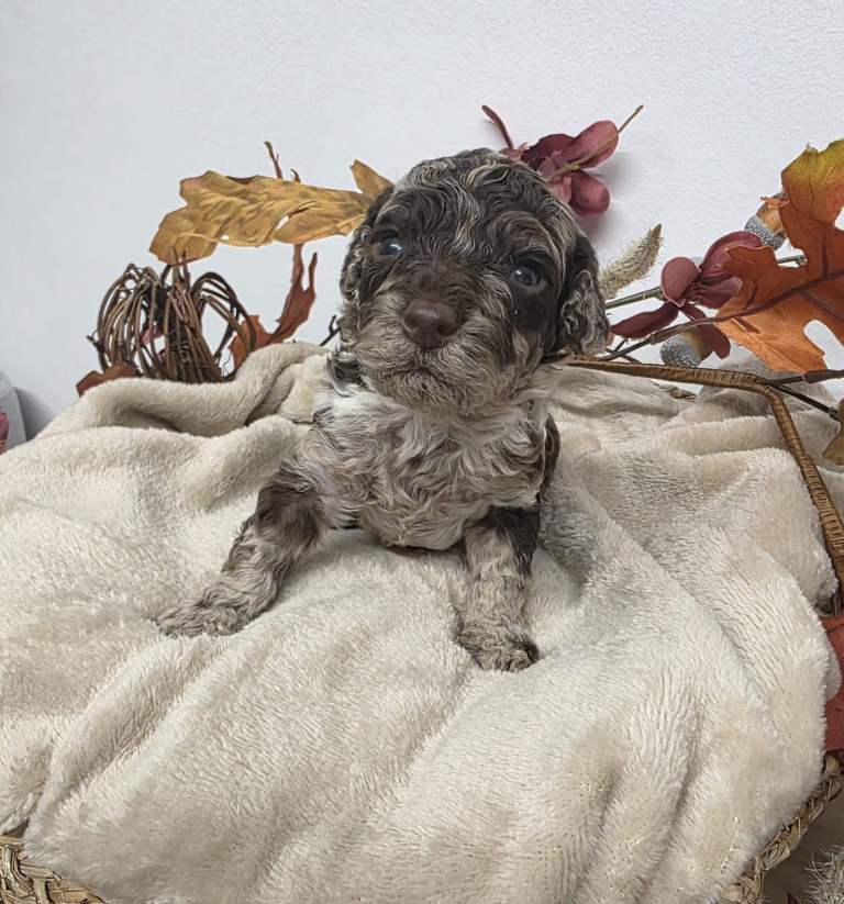 EXTENSIVELY HEALTH TESTED PARENTS ! Stunning F1b miniature cockapoo puppies 