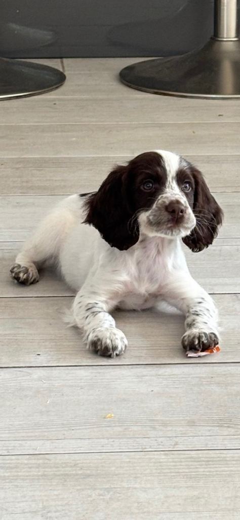 Sprocker puppies