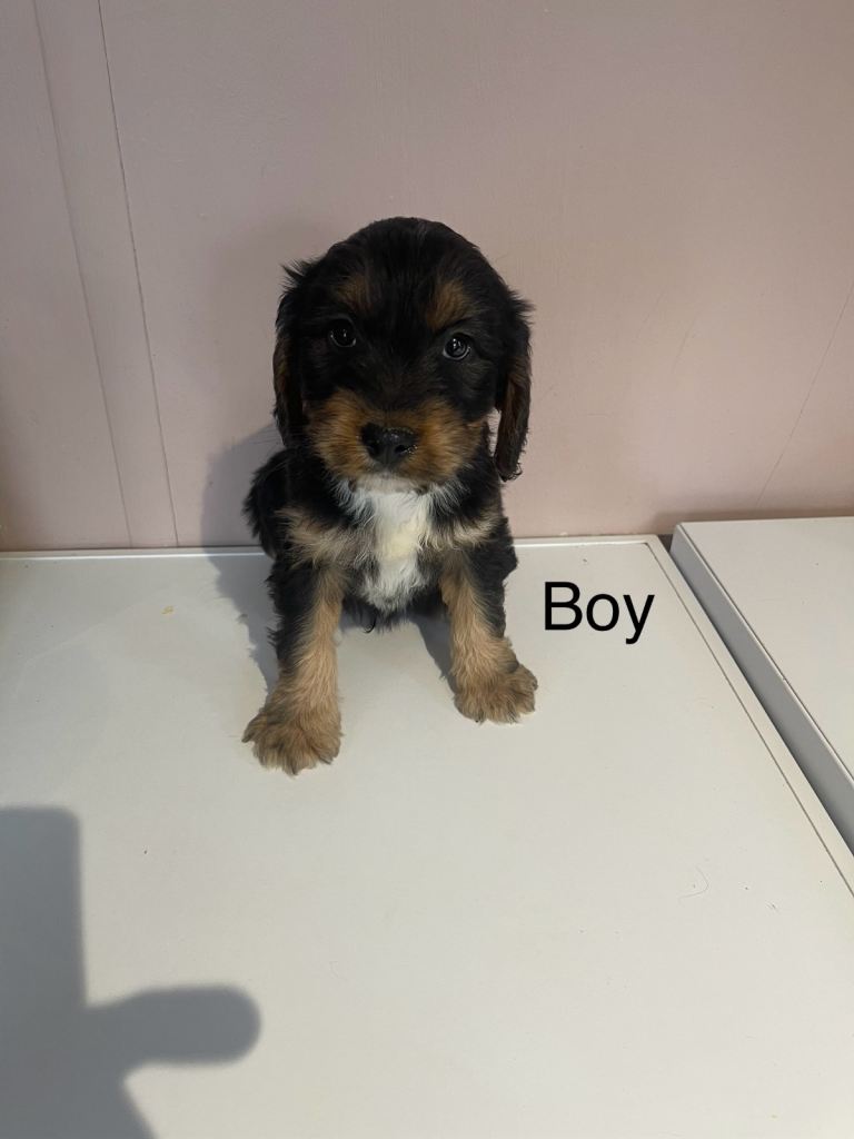 Stunning cockapoo puppies for sale 