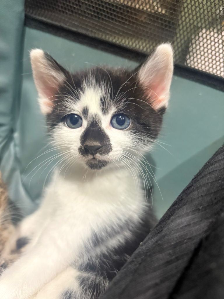 Male kitten for sale