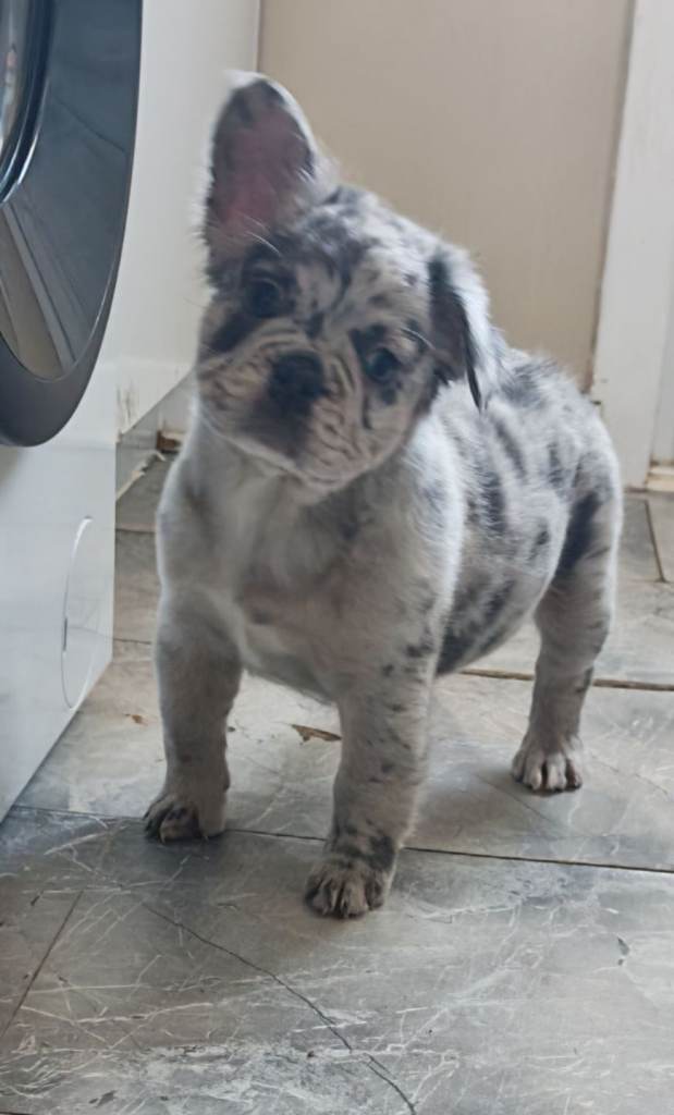 Price reduced french bulldog pups