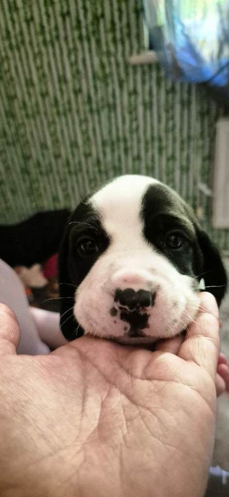 Jack a bee cross sprollie puppies 