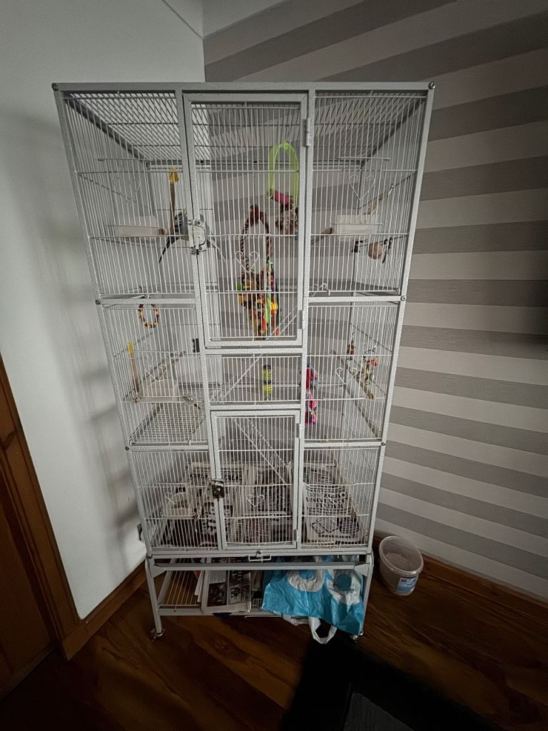 2 male budgie and large cage for sale