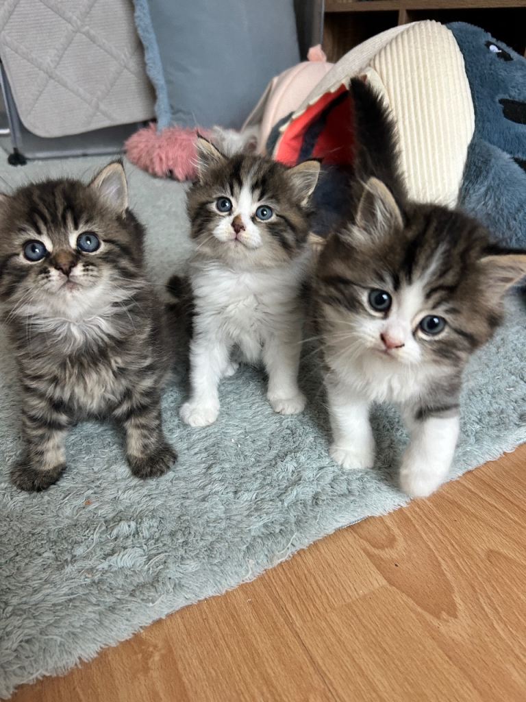 Persian kittens with doll faces 