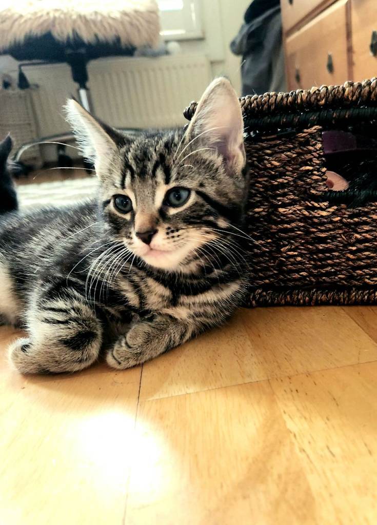 Kitten