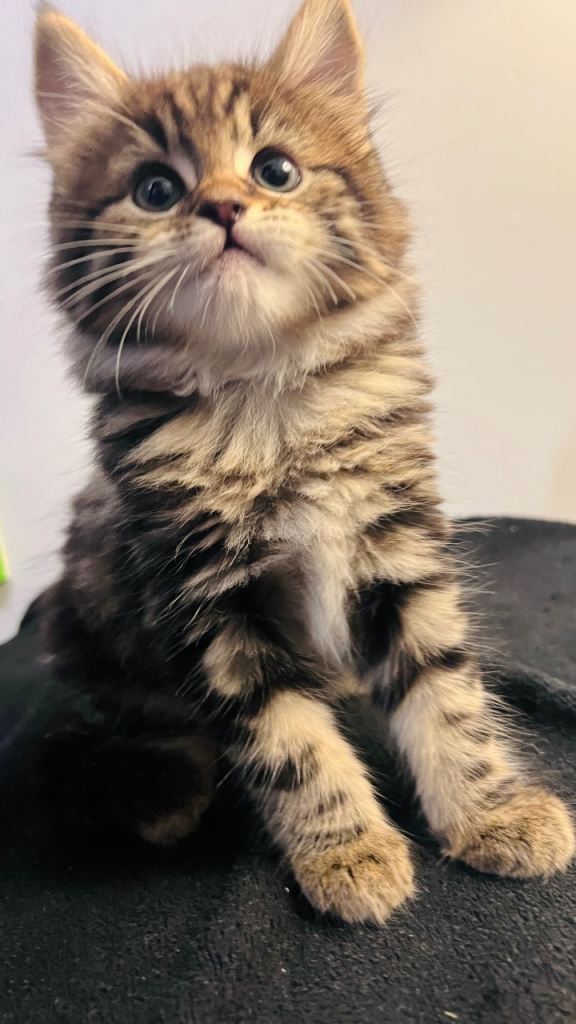 Adorable Bengal Kitten