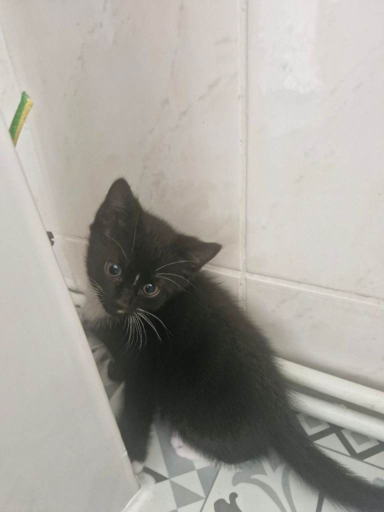 Kittens 