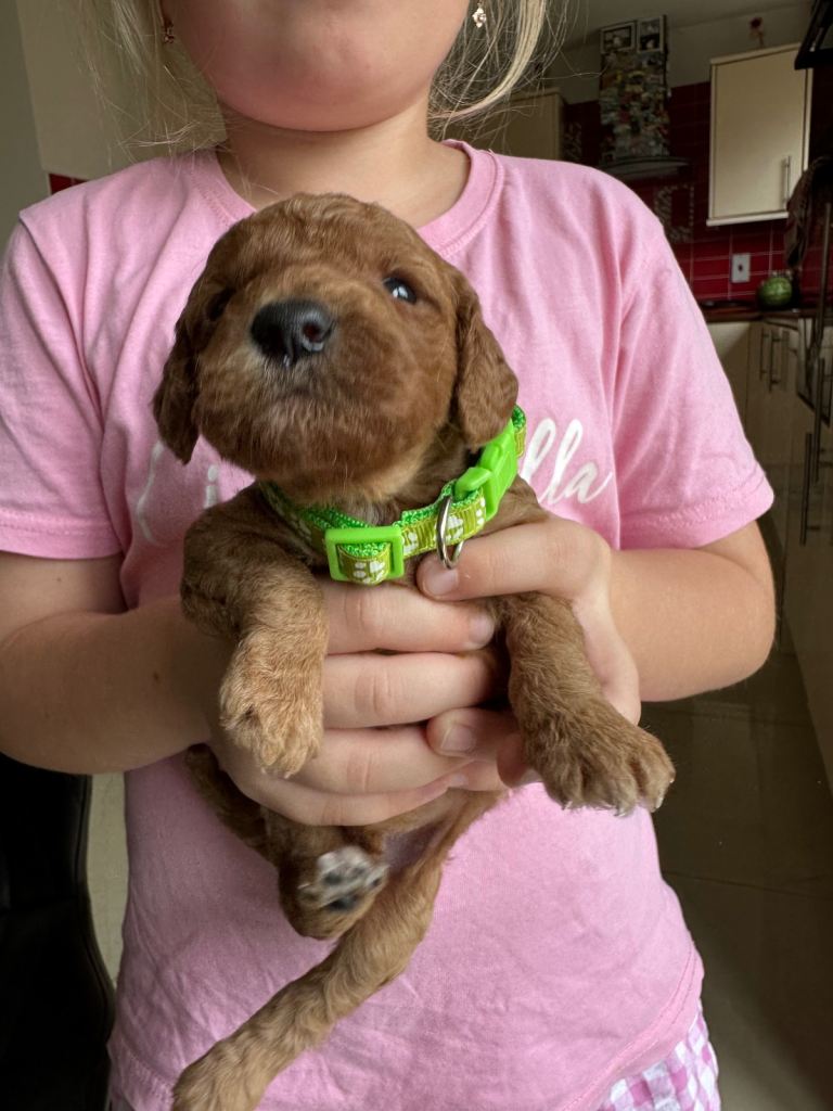 Cockapoo puppies for sale