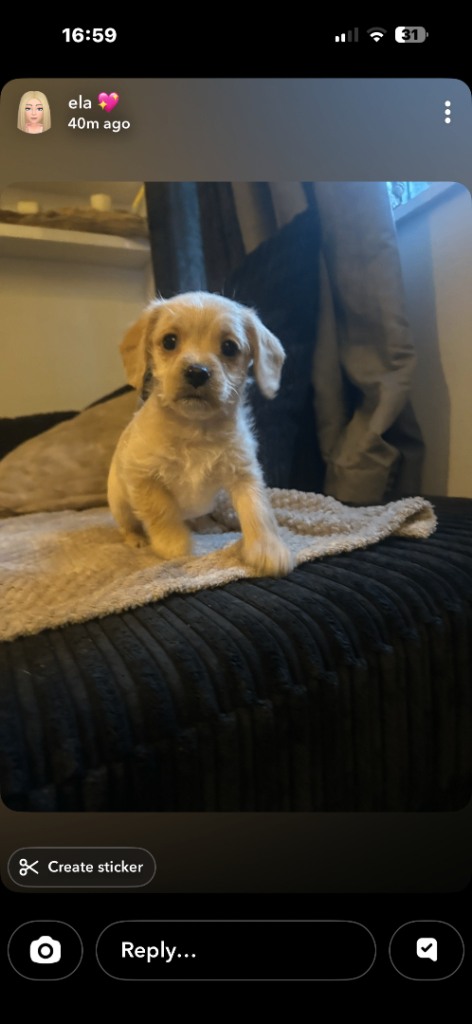 Dachshund Cavapoo mix puppy only girl left from a litter of 7 