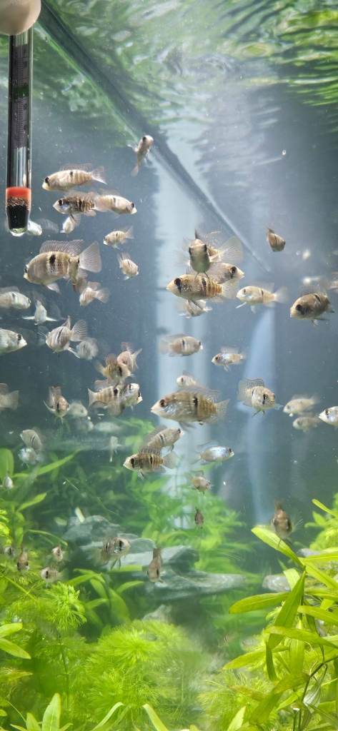 Hybrid blue acara 