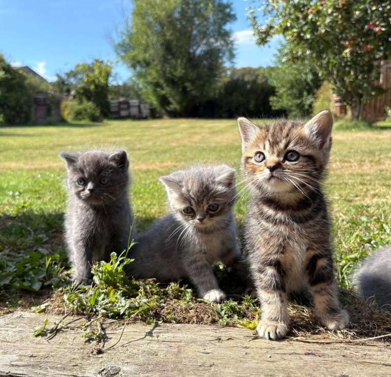 Ragdoll / Exotic Kittens for sale 