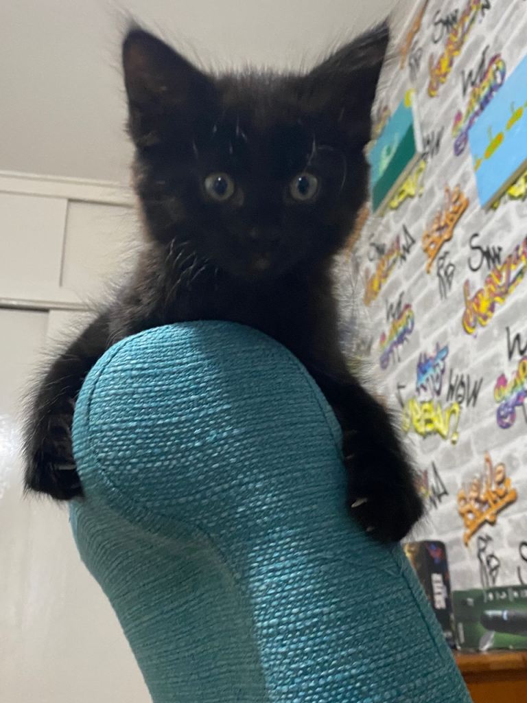 Fully black kitten 
