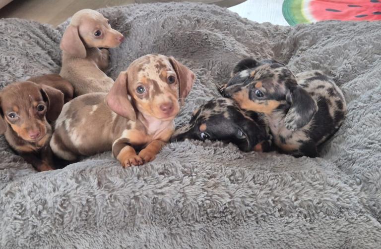4 Miniature Dachshund Puppies Choc Tan, Silver Dapple, Lilac & Isabella 