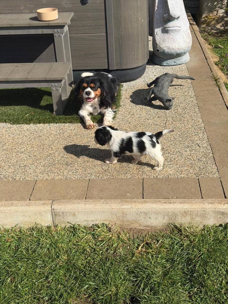 Cavalier King Charles puppies