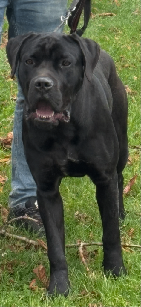 Lo Raso Cane Corso 