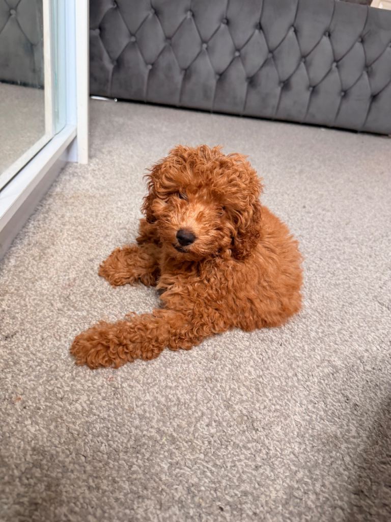 Toy/Miniature poodle for sale 