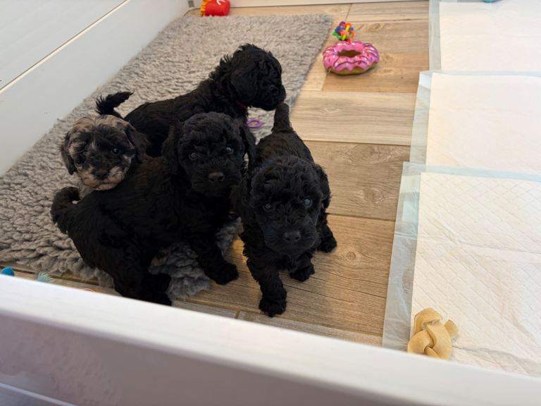 3/4 Miniature Poodle cross puli pups