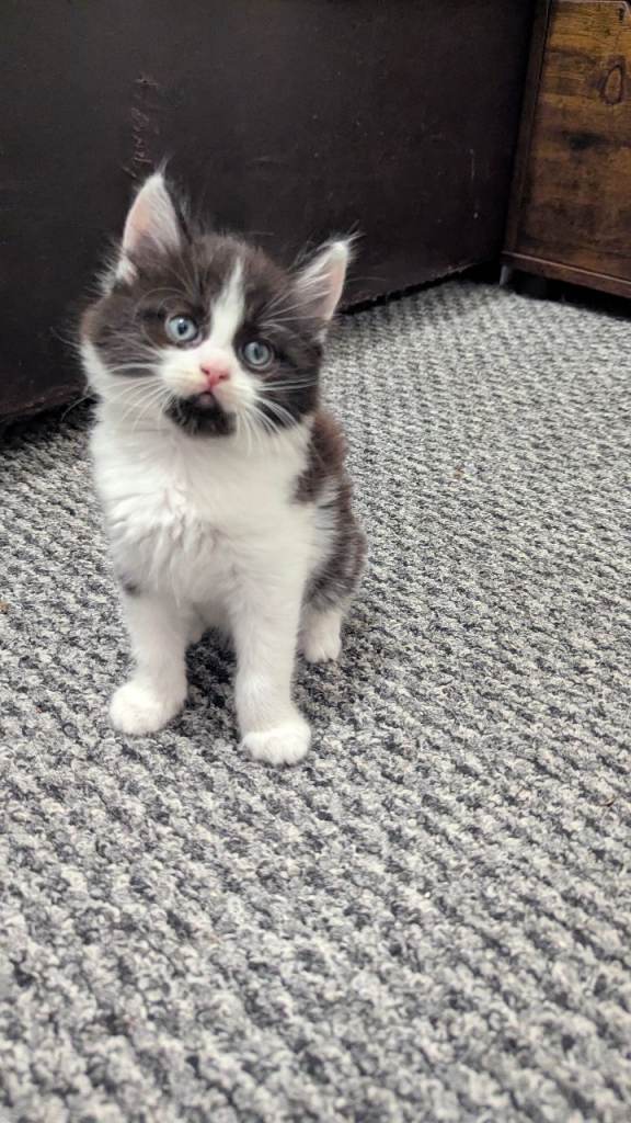 Male kitten for sale in Dagenham