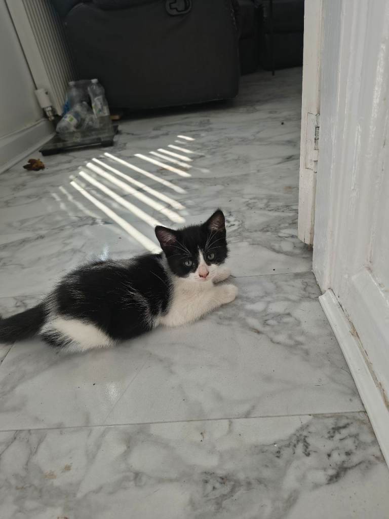 2 beautiful mixed kitten 