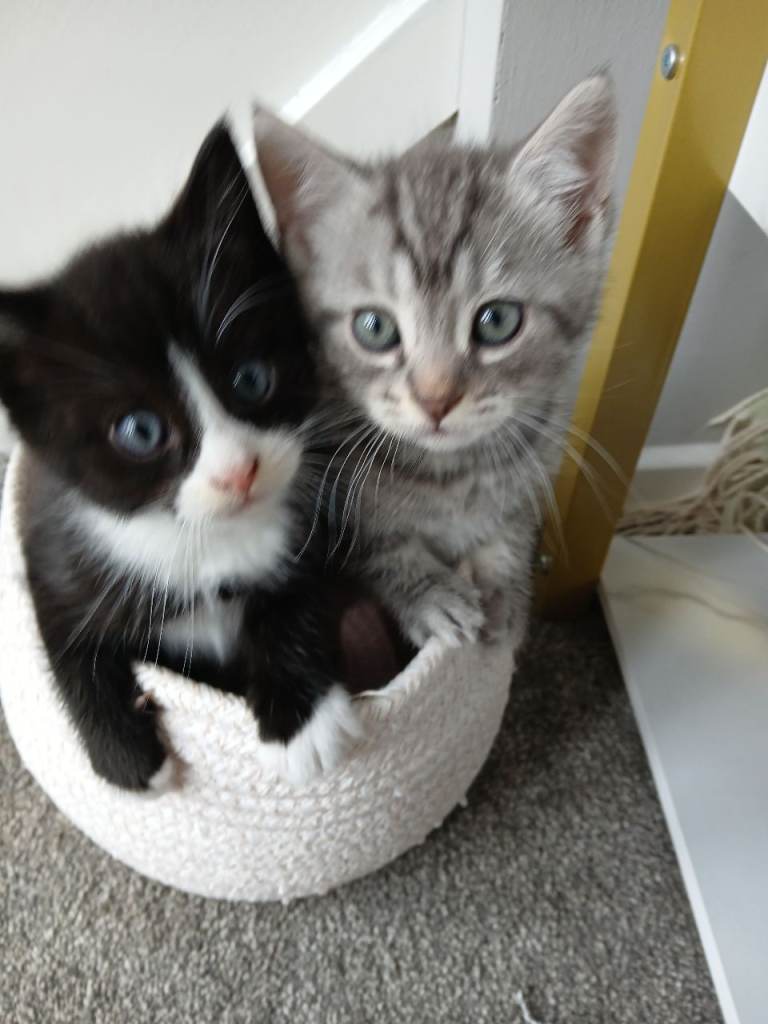 Gorgeous kittens 