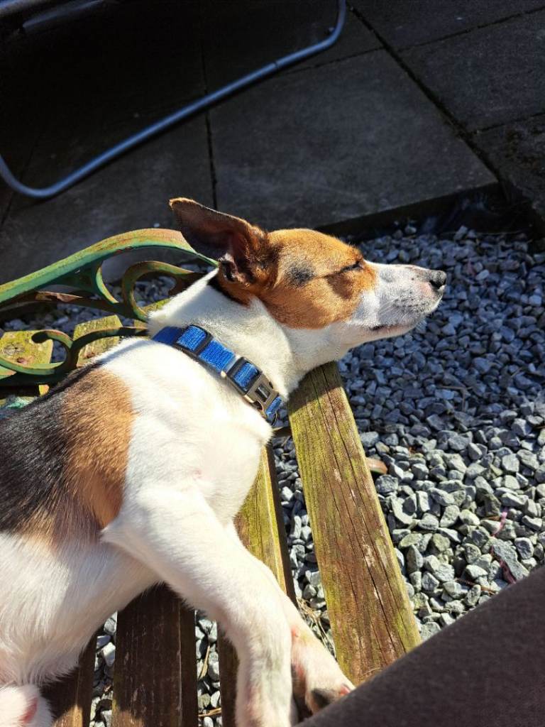 Jack russell for rehome