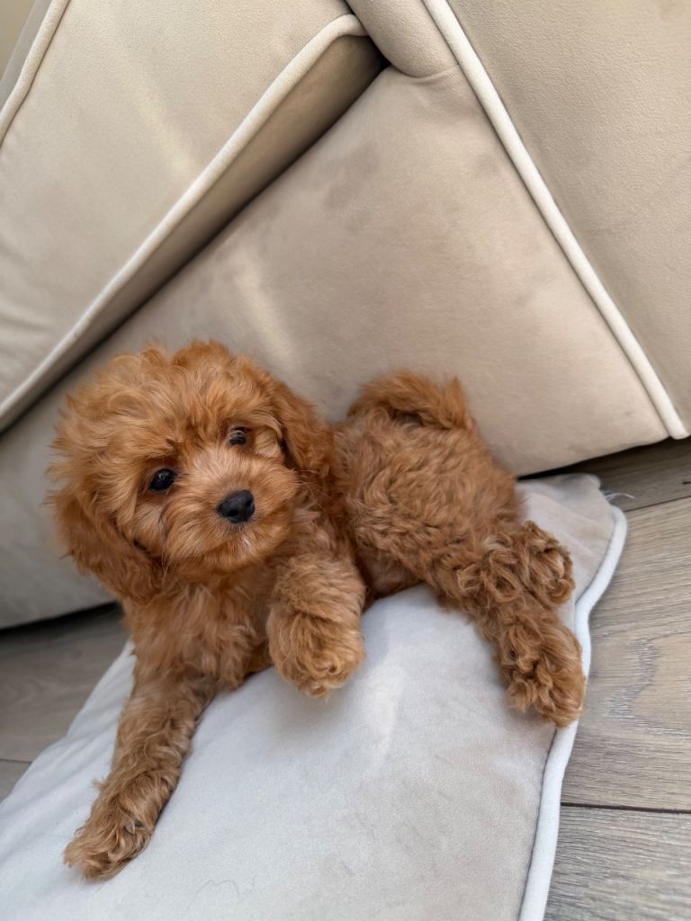 Toy Asian cavapoo ( teddy bear dogs) ready to go 