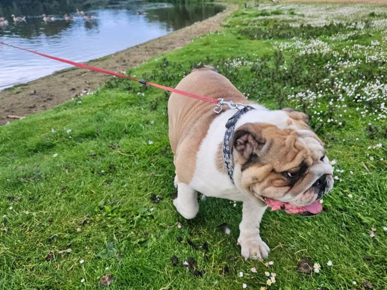 KC English bulldog puppies