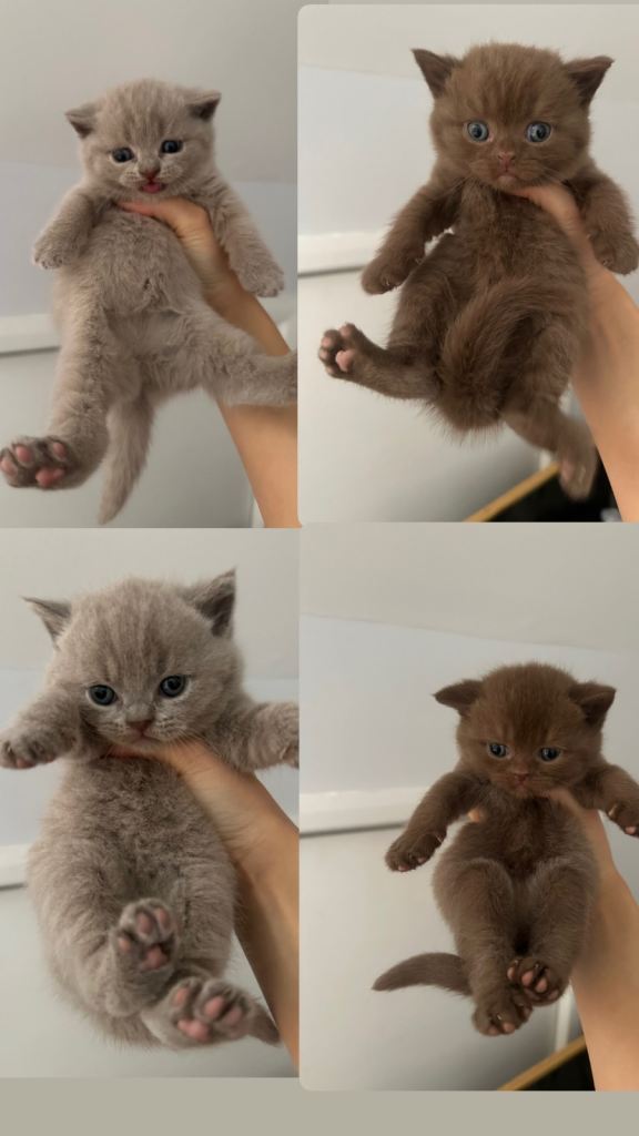 Chocolates and lilacs British shorthair hair kittens for sale 