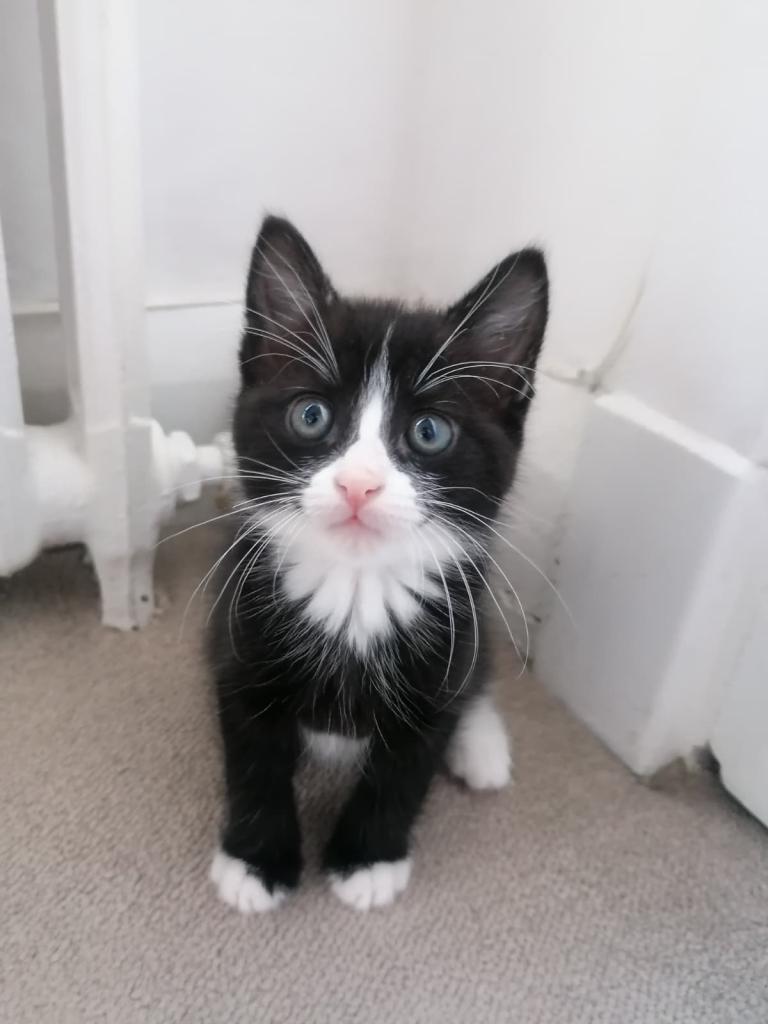 Super fluffy and loving male kitten