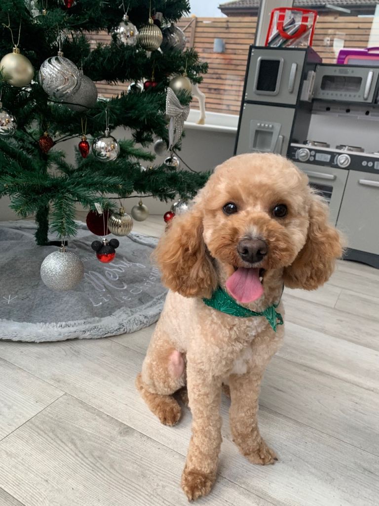 Our Dog Daisy for sale 